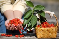 5月18日至6月16日，“櫻桃之約”邀你共赴！